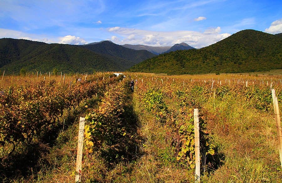 Cantina qvevri in famiglia — foto 2
