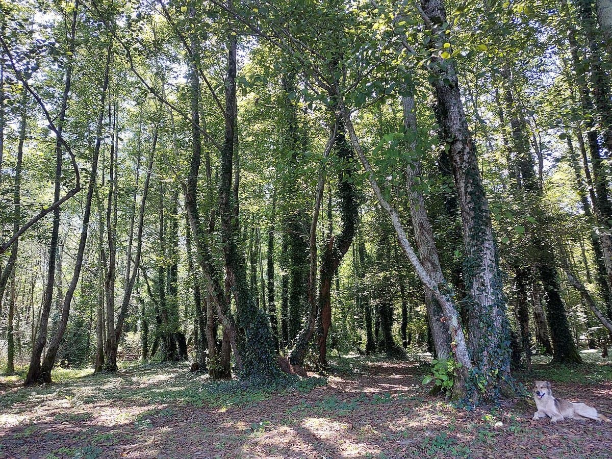 Foreste colchiche
