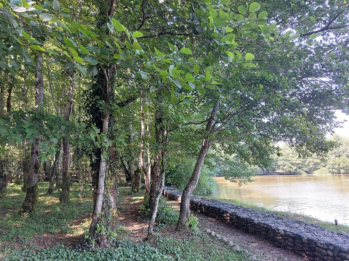 Foreste colchiche — foto 2