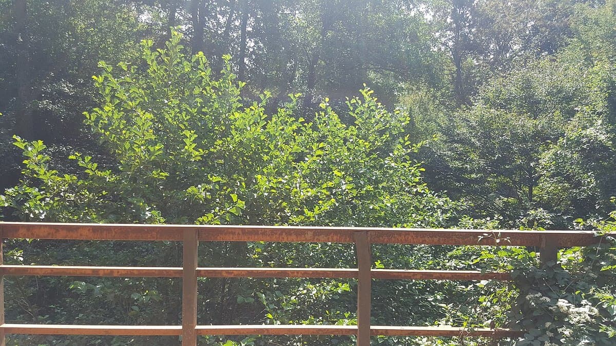 Foreste di İğneada