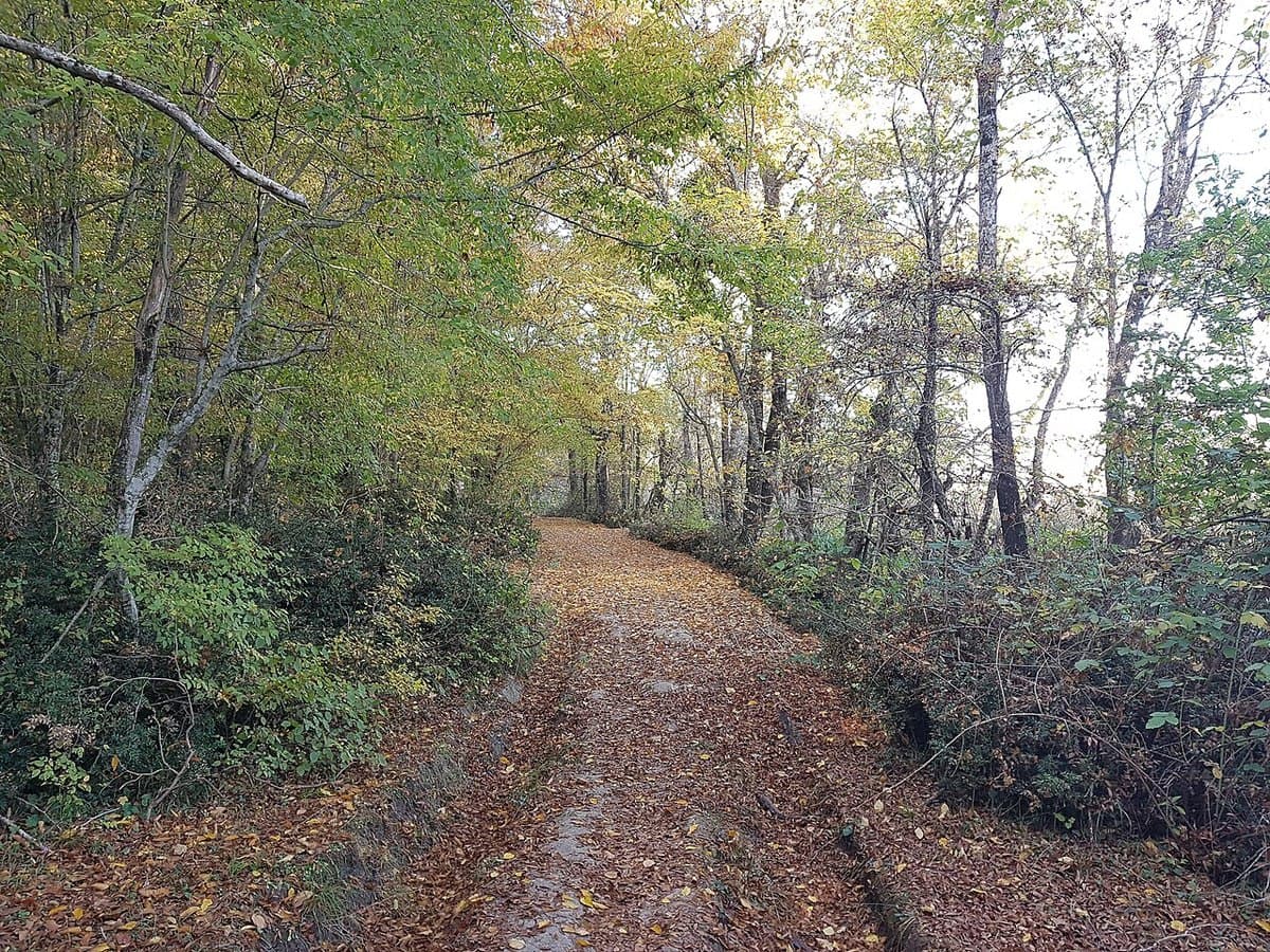 Foreste di İğneada — foto 2
