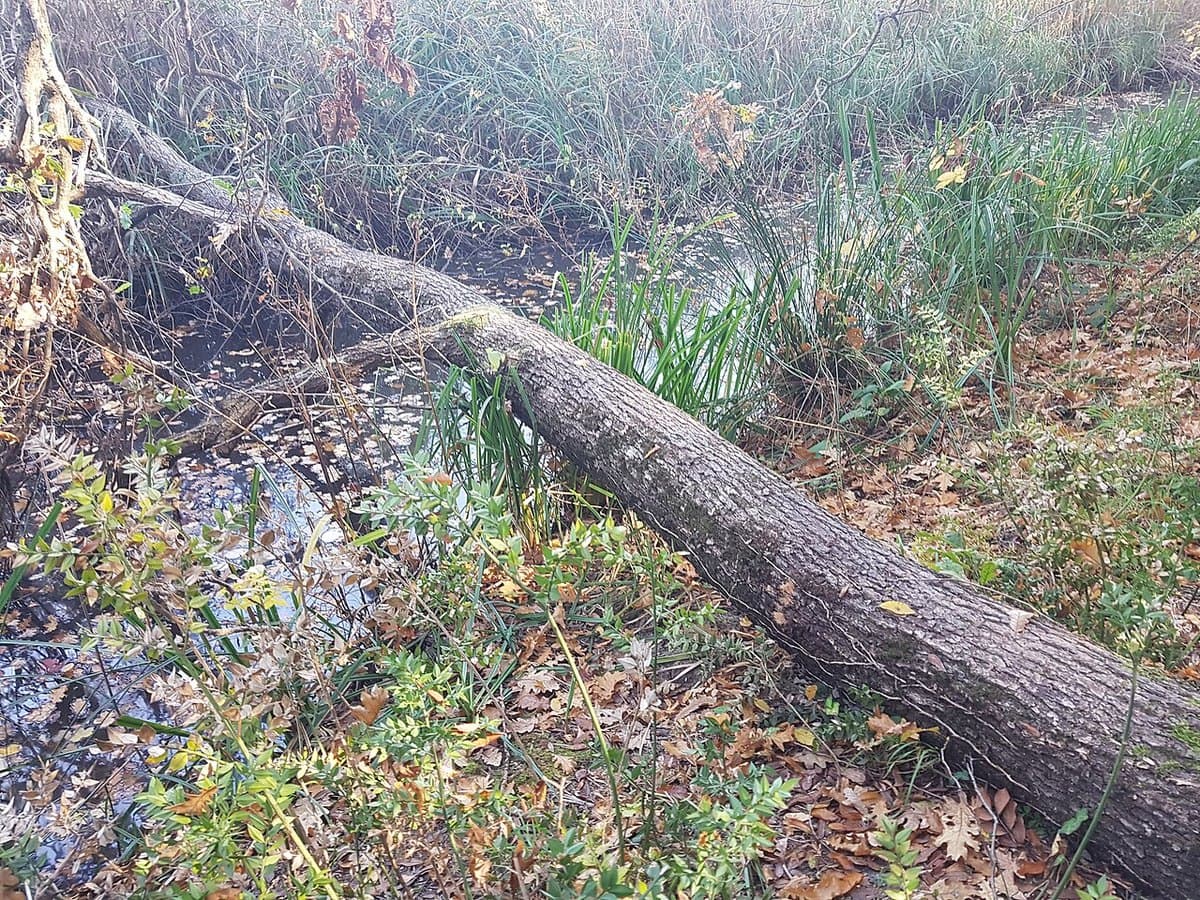 Foreste di İğneada — foto 3