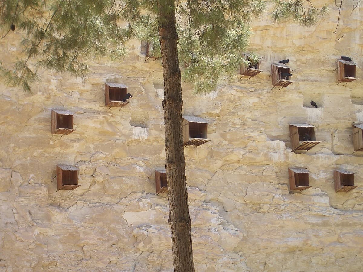 Ibis eremita di Birecik