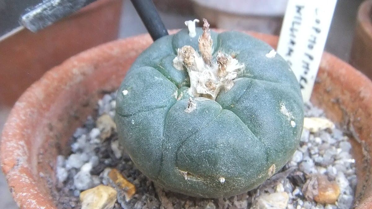 Peyote — foto 2
