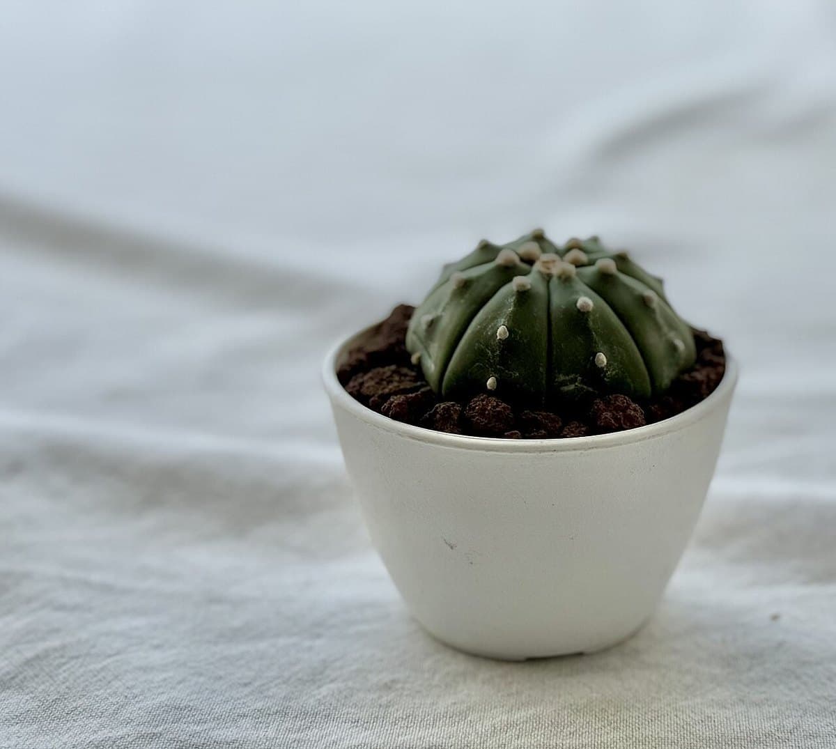 Peyote — foto 3