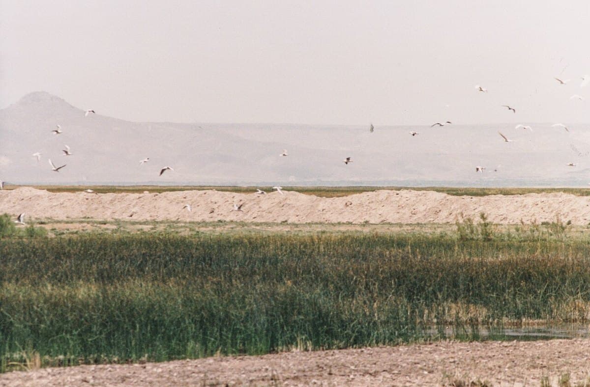 Sultansazlığı — foto 2