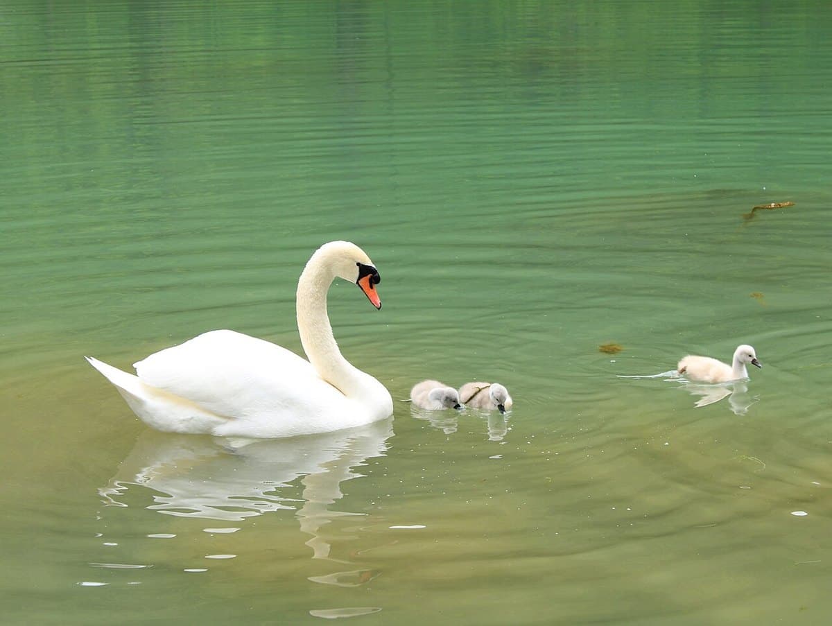 Vrelo Bosne