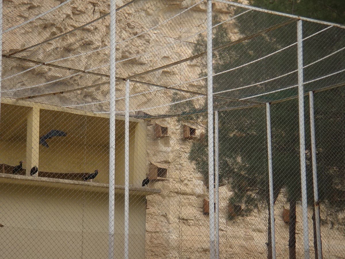 Ibis eremita di Birecik — foto 2